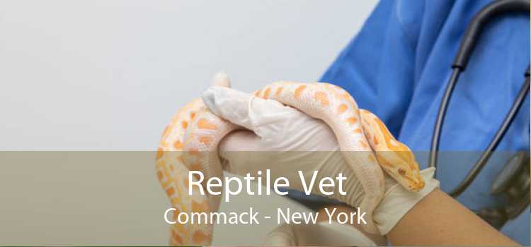Reptile Vet Commack - New York
