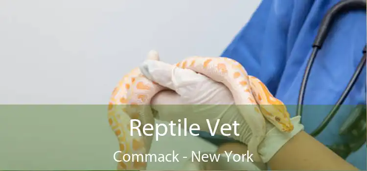 Reptile Vet Commack - New York