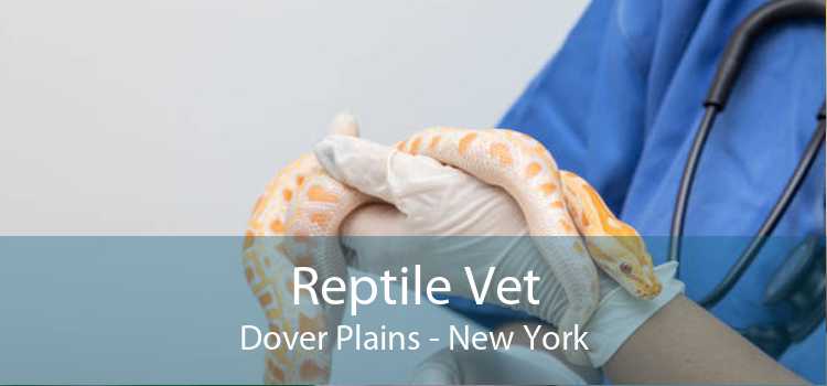 Reptile Vet Dover Plains - New York
