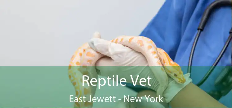 Reptile Vet East Jewett - New York