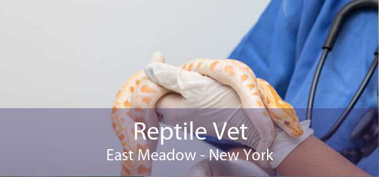 Reptile Vet East Meadow - New York
