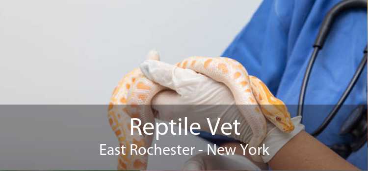 Reptile Vet East Rochester - New York