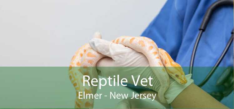 Reptile Vet Elmer - New Jersey