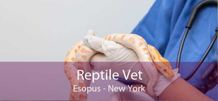 Reptile Vet Esopus - New York