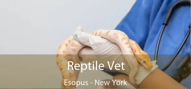 Reptile Vet Esopus - New York