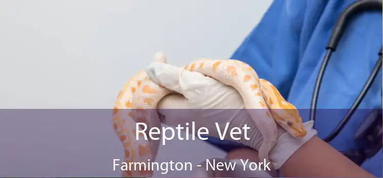 Reptile Vet Farmington - New York