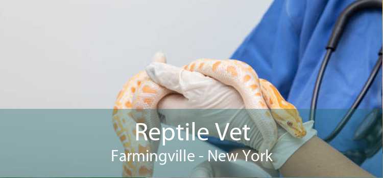 Reptile Vet Farmingville - New York