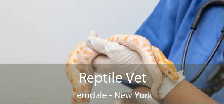 Reptile Vet Ferndale - New York