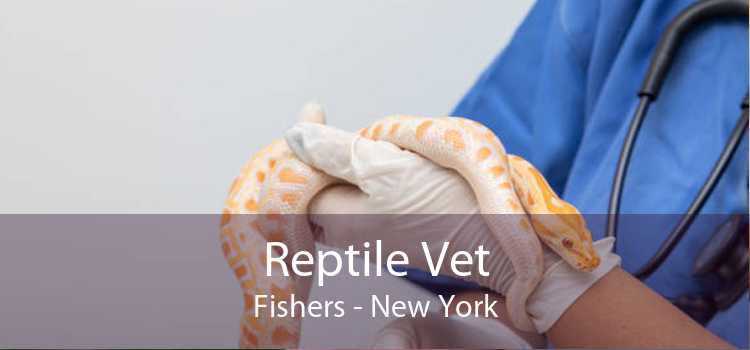 Reptile Vet Fishers - New York