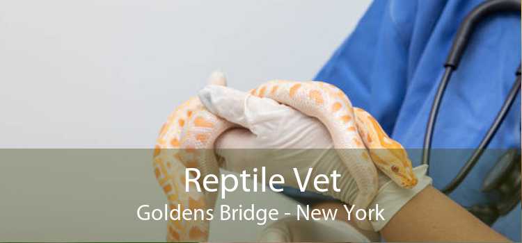 Reptile Vet Goldens Bridge - New York