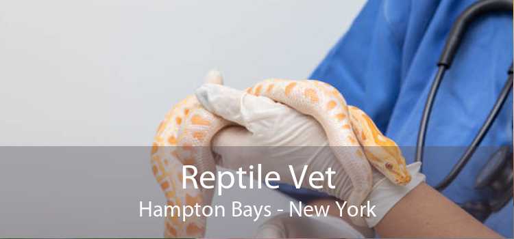 Reptile Vet Hampton Bays - New York