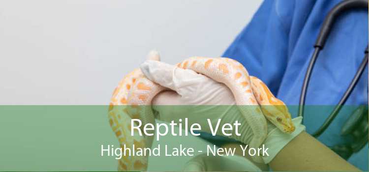 Reptile Vet Highland Lake - New York