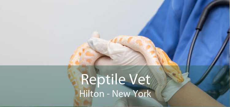 Reptile Vet Hilton - New York