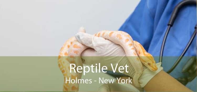 Reptile Vet Holmes - New York