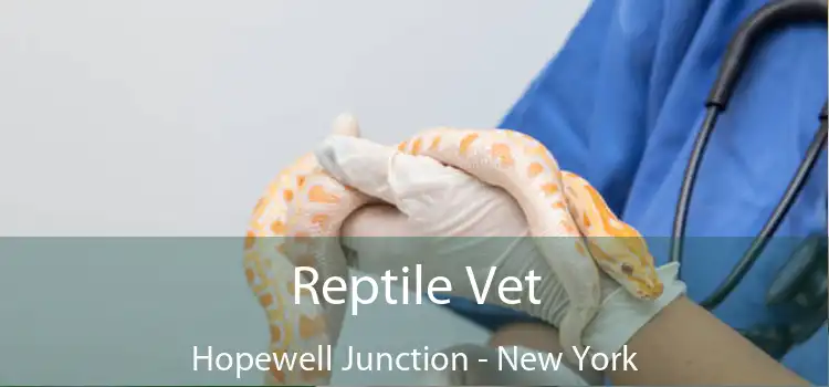 Reptile Vet Hopewell Junction - New York