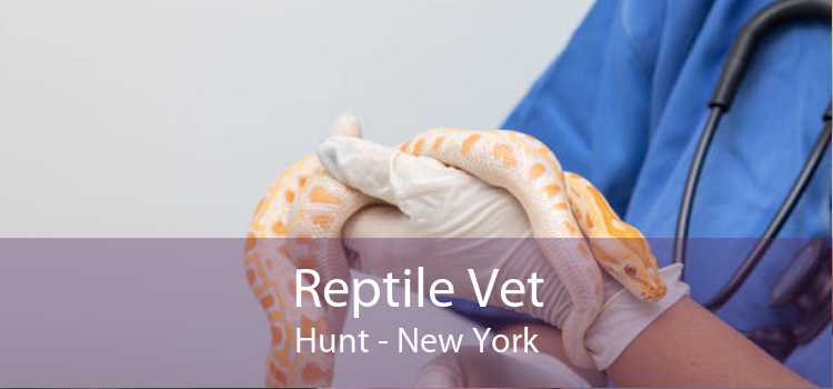 Reptile Vet Hunt - New York