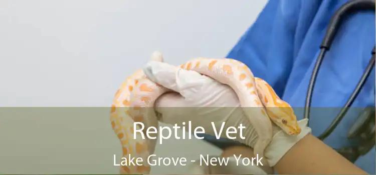 Reptile Vet Lake Grove - New York
