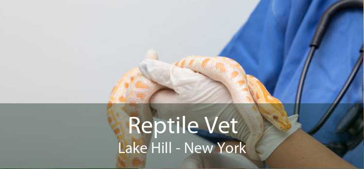 Reptile Vet Lake Hill - New York