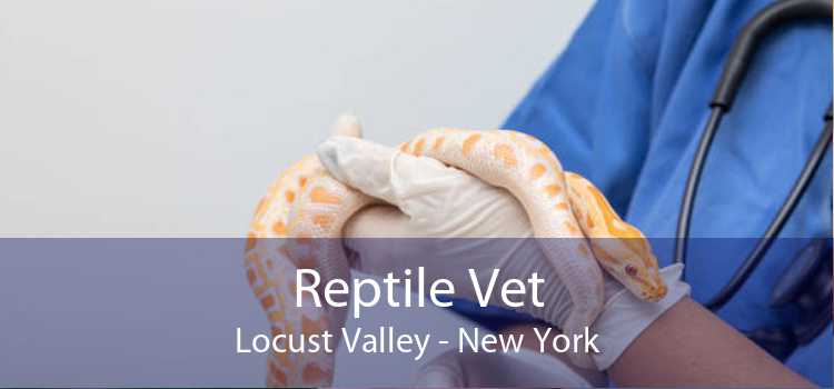 Reptile Vet Locust Valley - New York