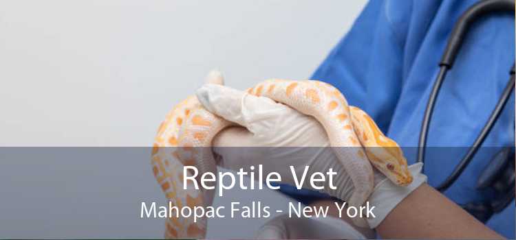Reptile Vet Mahopac Falls - New York