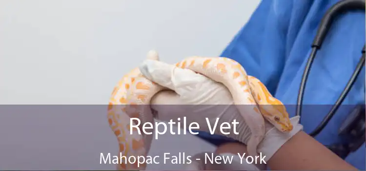 Reptile Vet Mahopac Falls - New York