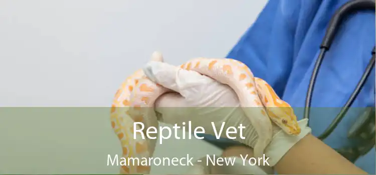 Reptile Vet Mamaroneck - New York