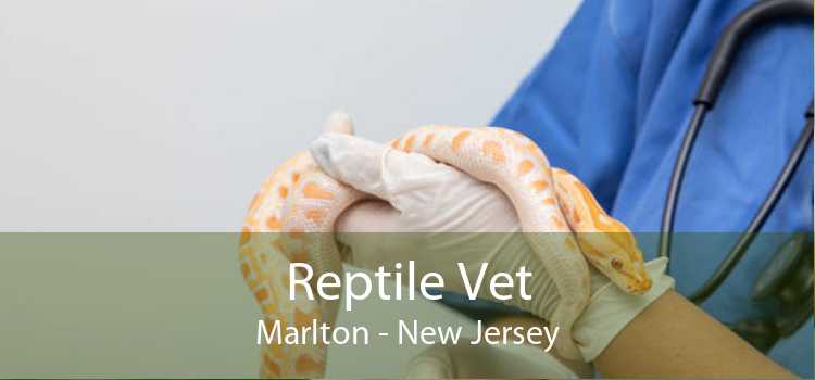 Reptile Vet Marlton - New Jersey