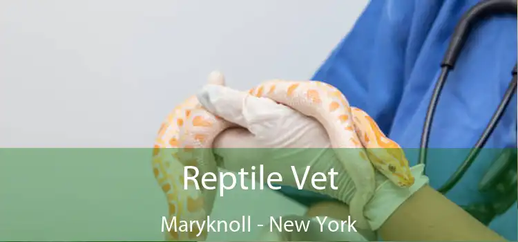 Reptile Vet Maryknoll - New York