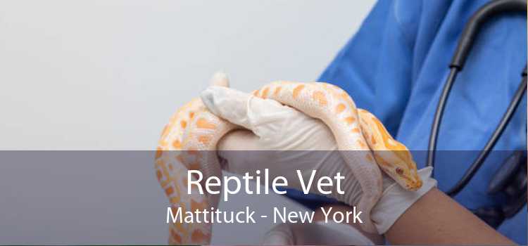 Reptile Vet Mattituck - New York