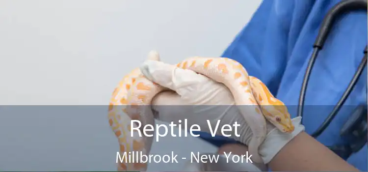 Reptile Vet Millbrook - New York