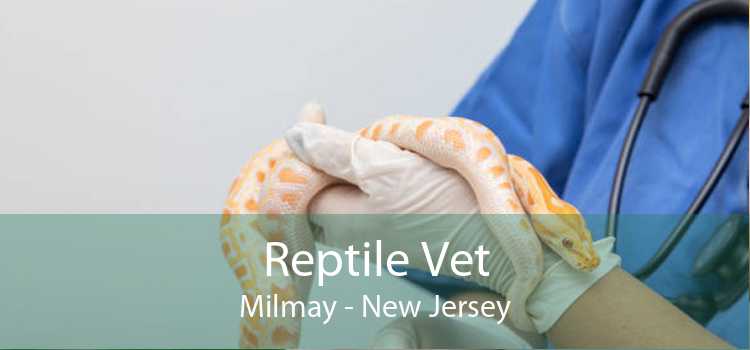 Reptile Vet Milmay - New Jersey