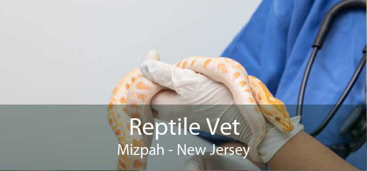 Reptile Vet Mizpah - New Jersey