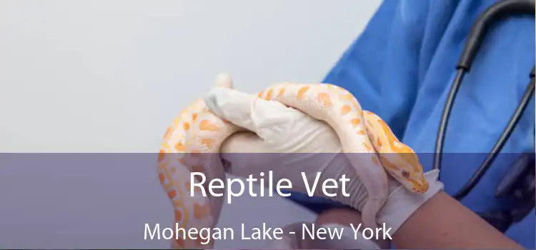 Reptile Vet Mohegan Lake - New York