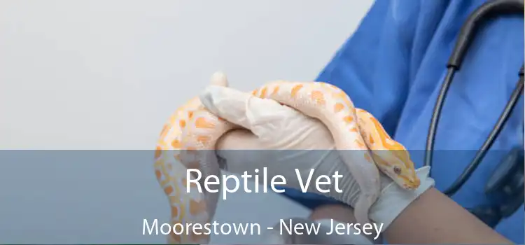 Reptile Vet Moorestown - New Jersey