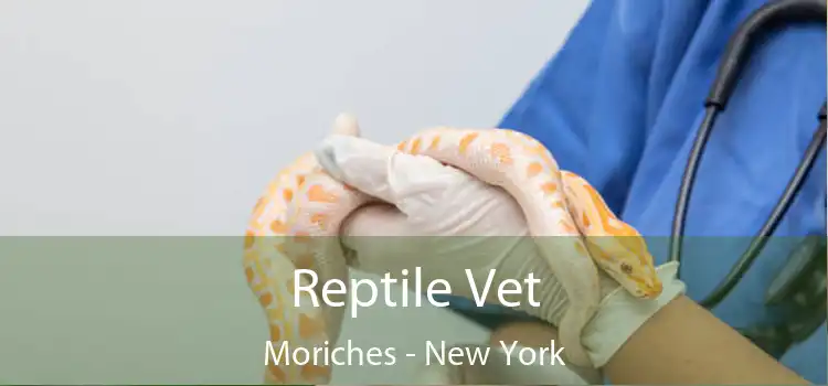 Reptile Vet Moriches - New York