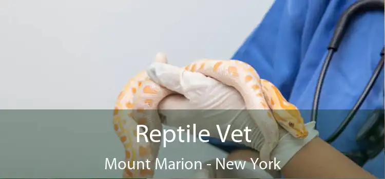 Reptile Vet Mount Marion - New York