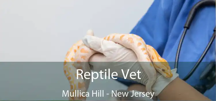 Reptile Vet Mullica Hill - New Jersey