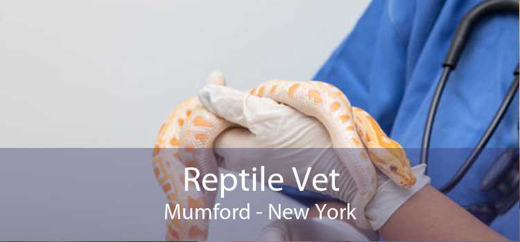 Reptile Vet Mumford - New York