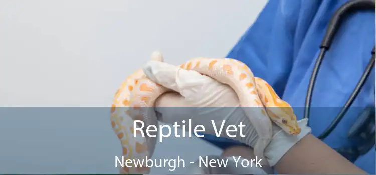 Reptile Vet Newburgh - New York