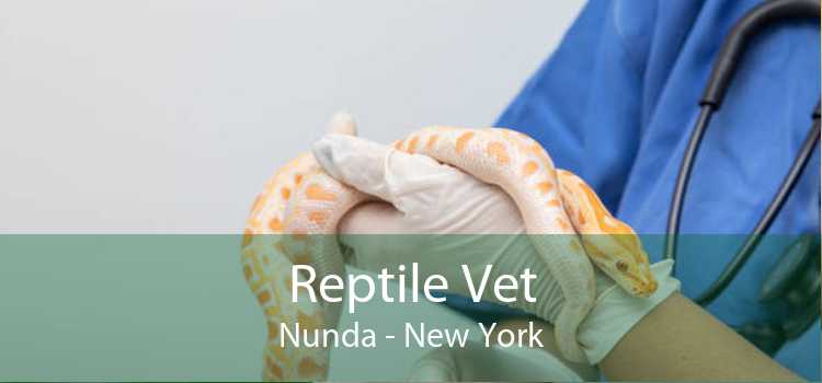 Reptile Vet Nunda - New York