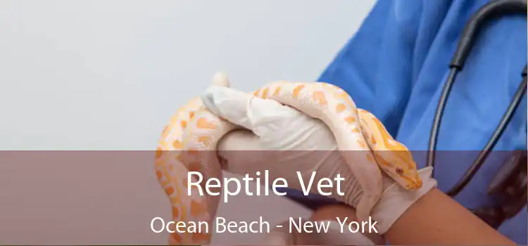 Reptile Vet Ocean Beach - New York