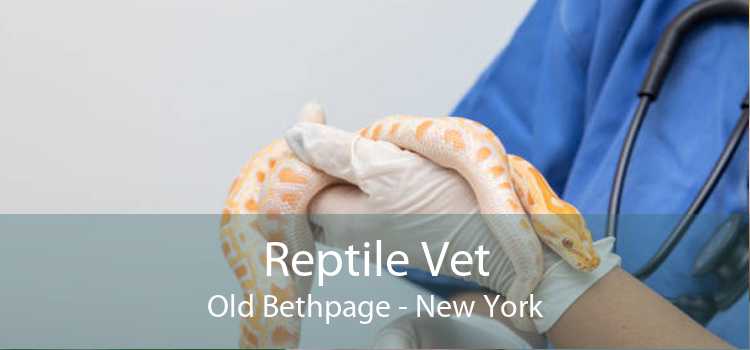Reptile Vet Old Bethpage - New York
