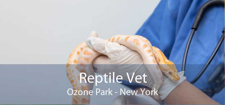 Reptile Vet Ozone Park - New York