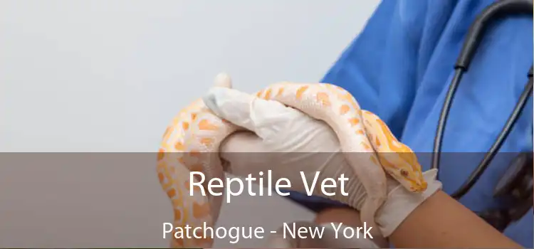 Reptile Vet Patchogue - New York