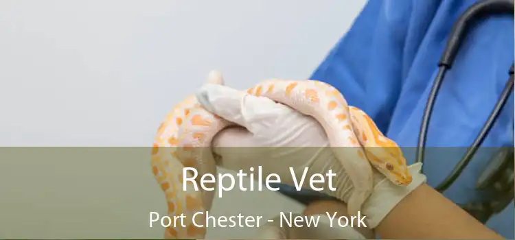 Reptile Vet Port Chester - New York