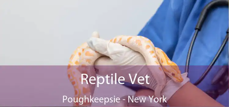 Reptile Vet Poughkeepsie - New York