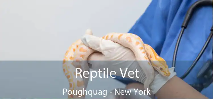 Reptile Vet Poughquag - New York