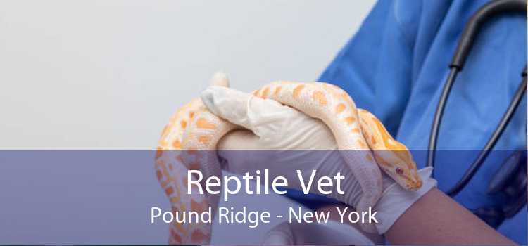 Reptile Vet Pound Ridge - New York