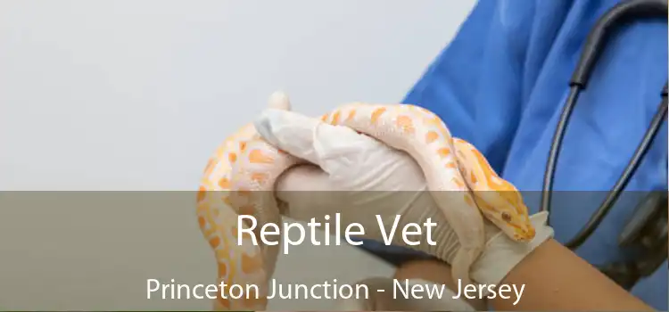 Reptile Vet Princeton Junction - New Jersey