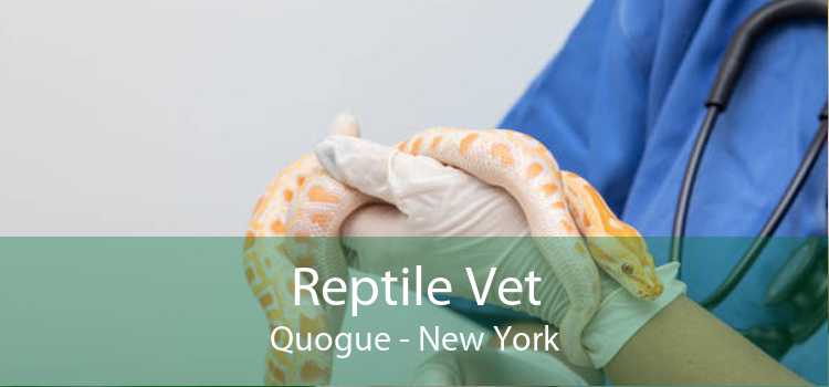Reptile Vet Quogue - New York